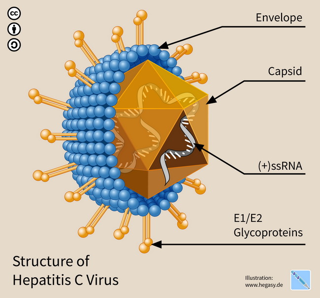 HemePath_MALToma_HepatitisCVirus.jpg
