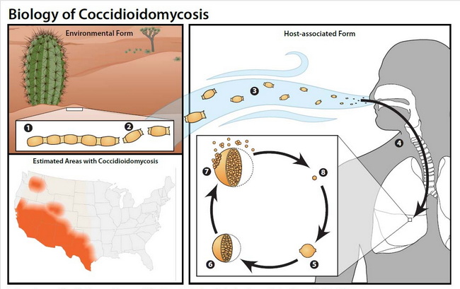 InfectiousDx_Coccidioides_LifeCycle2_cropped.jpg