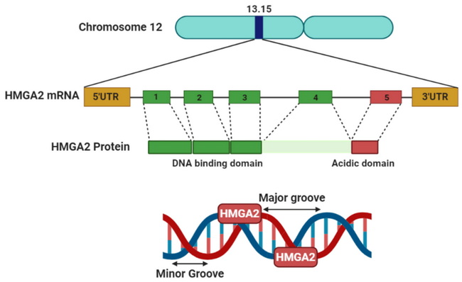 Lipoma_Genetics5_HMGA2_resized.jpg