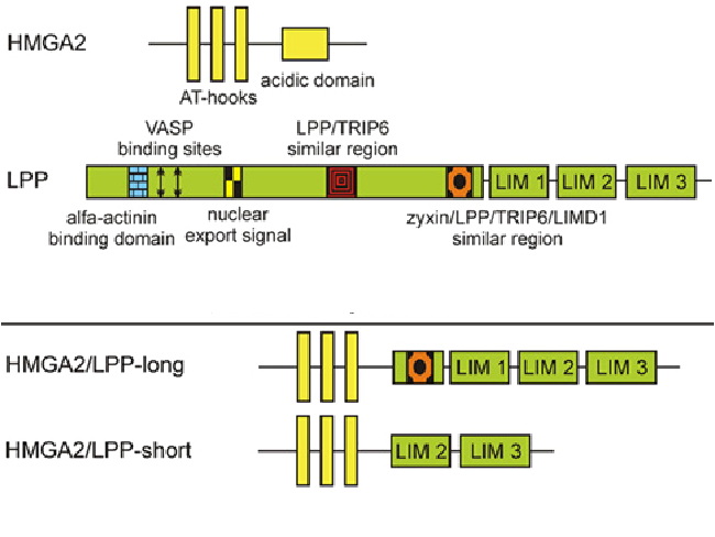 Lipoma_Genetics7C.jpg
