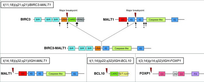 MALToma_Pathogenesis_Fig2_resized.jpg