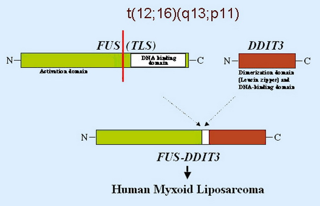 MyxoidLPS_Genetics1.jpg