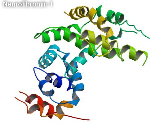 Neurofibromin1(1).jpg